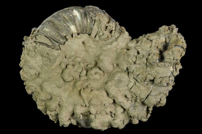 Pyrite Encrusted Ammonite (Pleuroceras) Fossil - Germany #125403